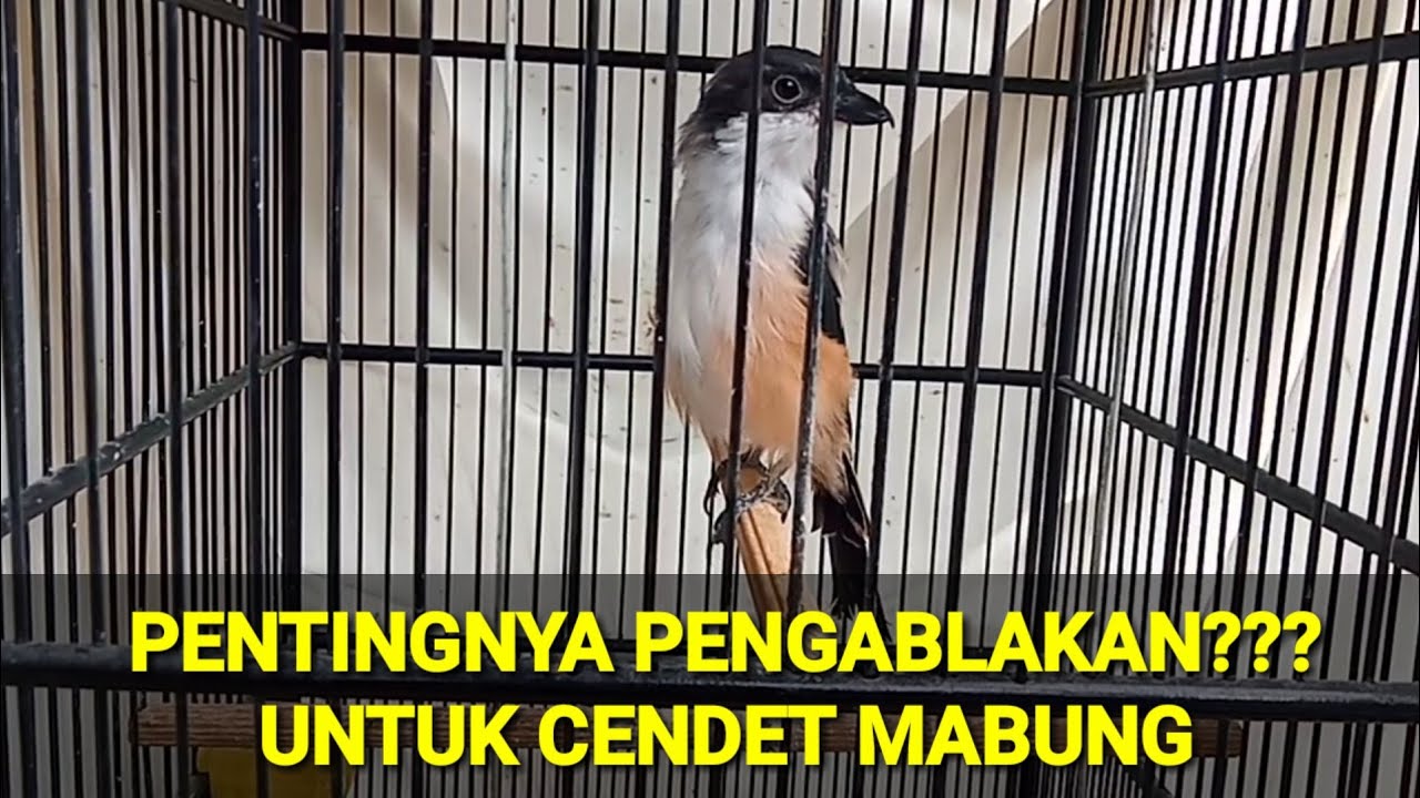 MERAWAT CENDET MABUNG, Pentingnya pengablakan dan kebersihan kandang