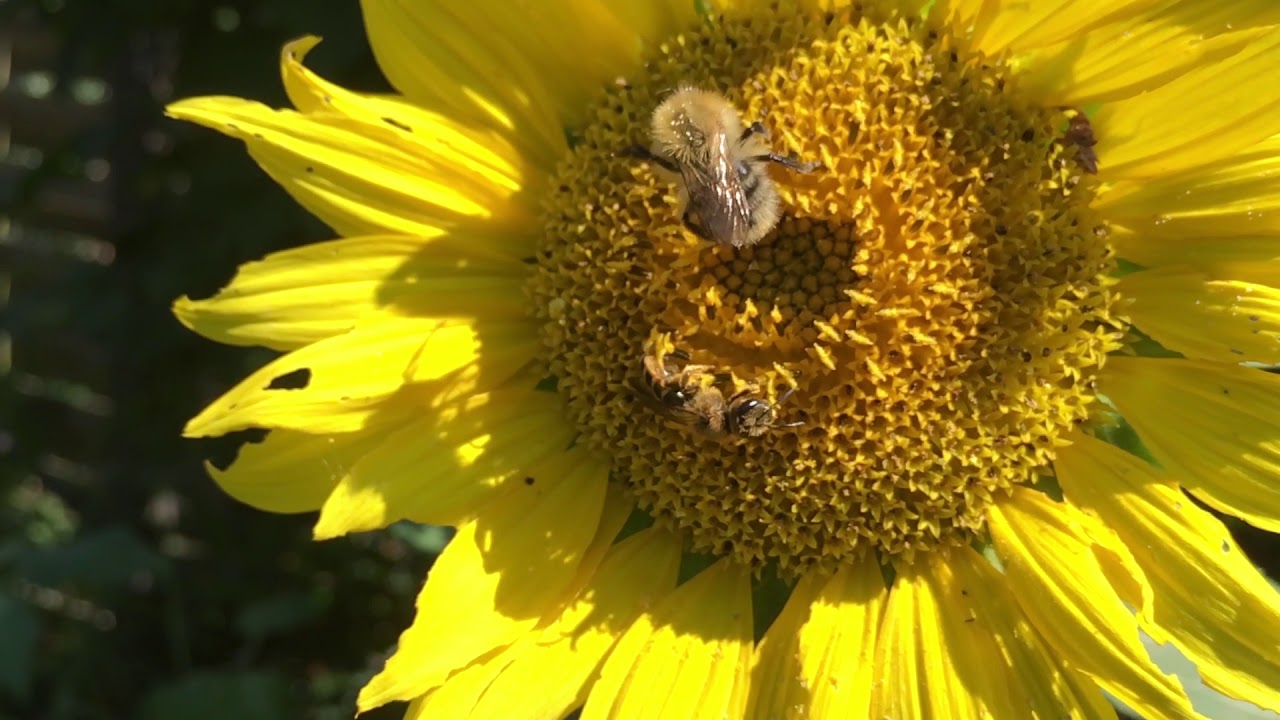 Insektenweide