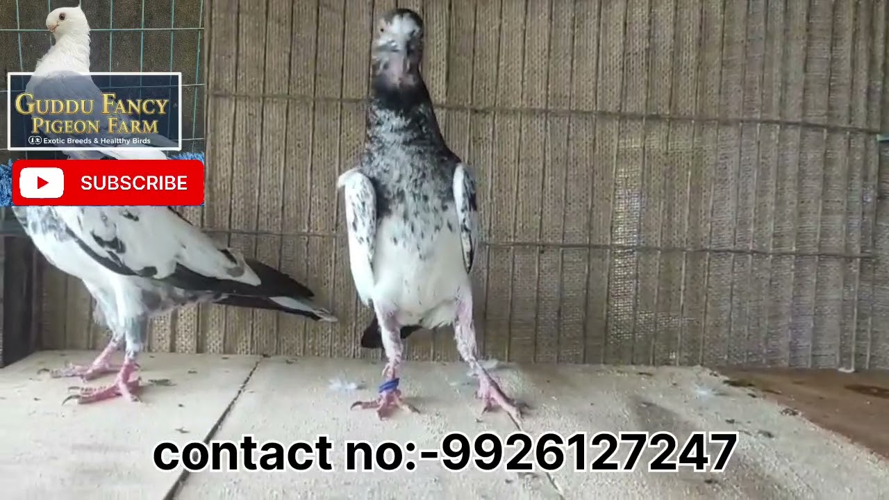 Teddy High flyer pigeon selling video available in guddu fancy pigeon farm Bilaspur Chhattisgarh 