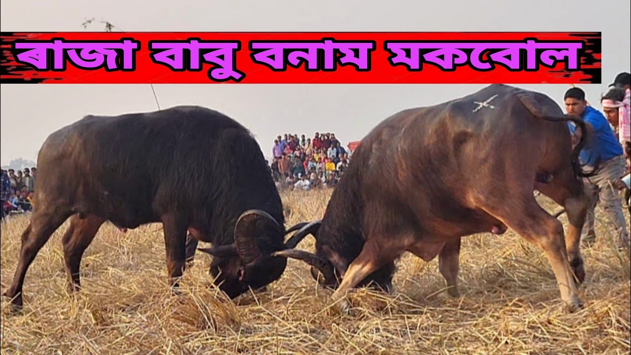 RAJA BABU VS MOKBUL ALI || #mohjuj #mohjujrajaofficial #mohorjuj 