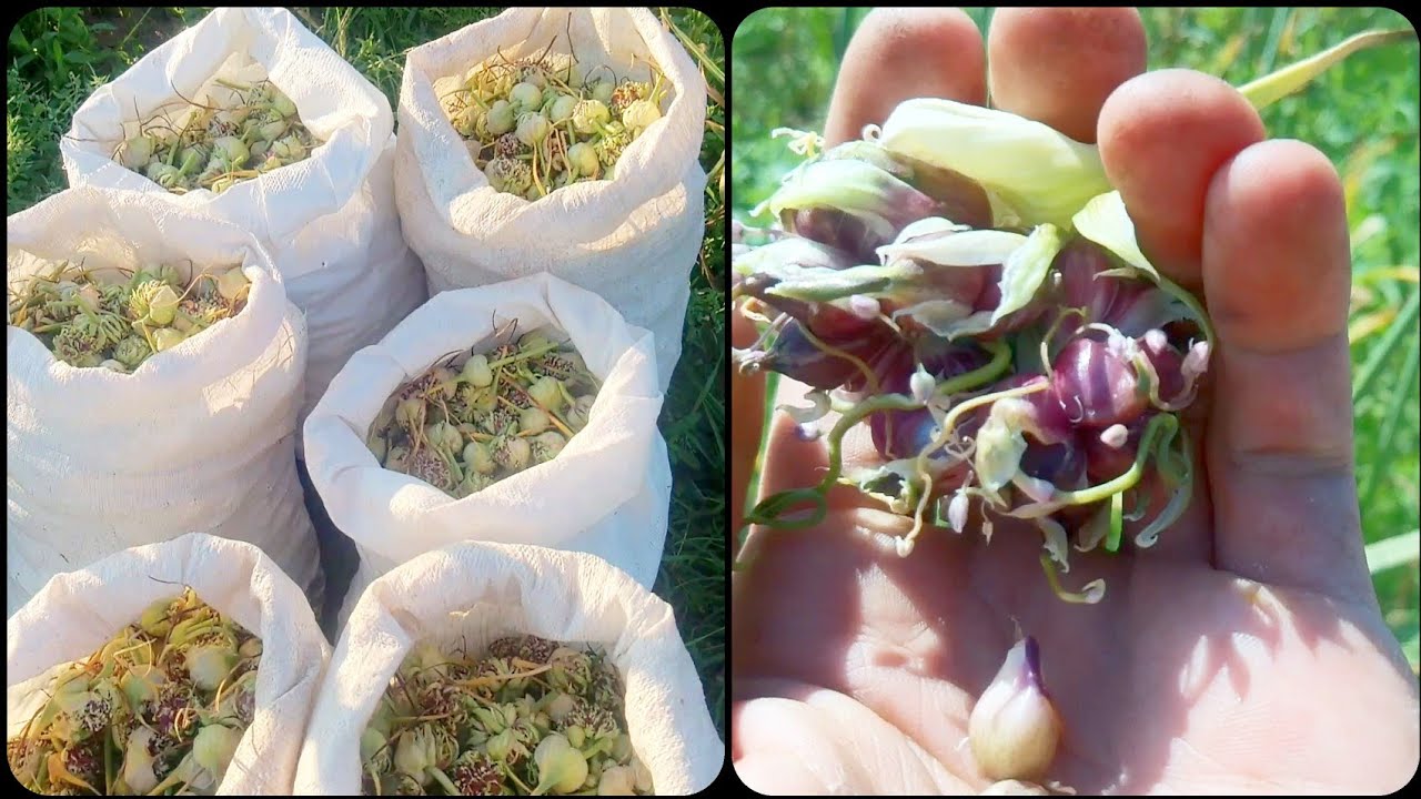 Сбор воздушных луковиц чеснока //сорт 