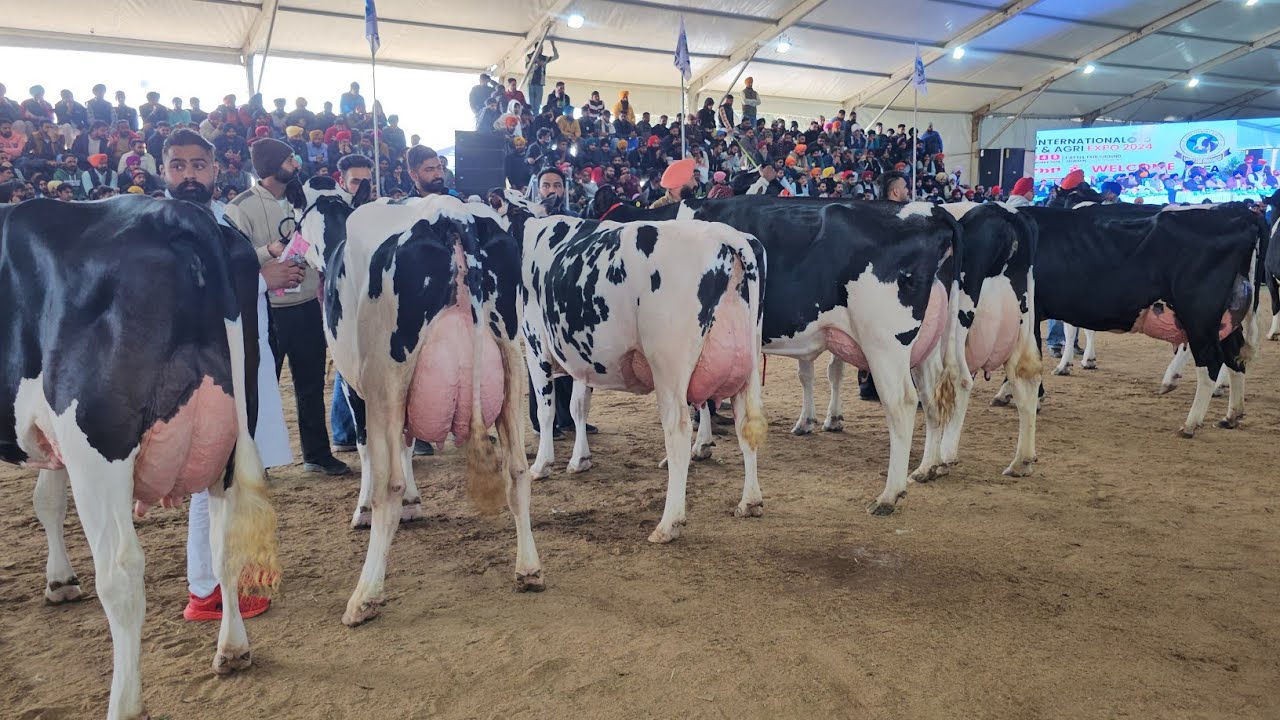 Adult full breed competion,हिंदुस्तान मैं बन गया नया इतिहास देखो पूरी वीडियोज़