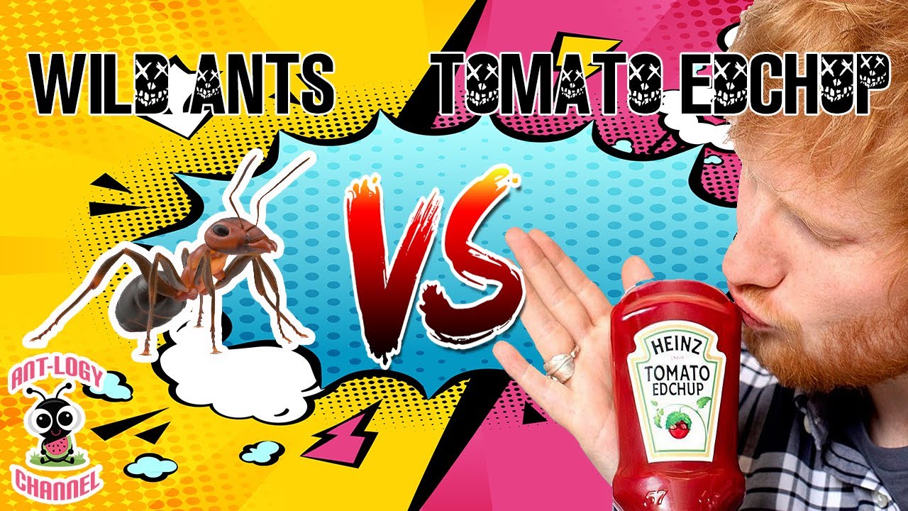 wild ants VS tomato edchup LIVE [ AMAZING FINDING ]