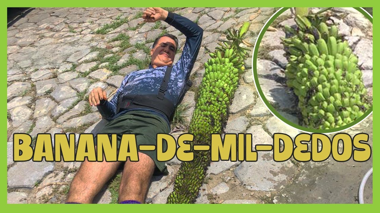 BANANA DE MIL DEDOS: A PANC MAIS INCRÍVEL E RARA DO BRASIL!