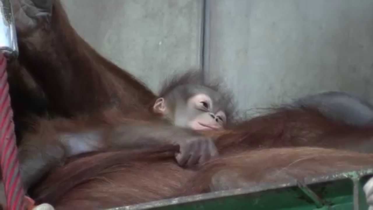 🐵旭山でオランウータンの赤ちゃん誕生・・母親が逃げまわる！？Orangutang's baby birth