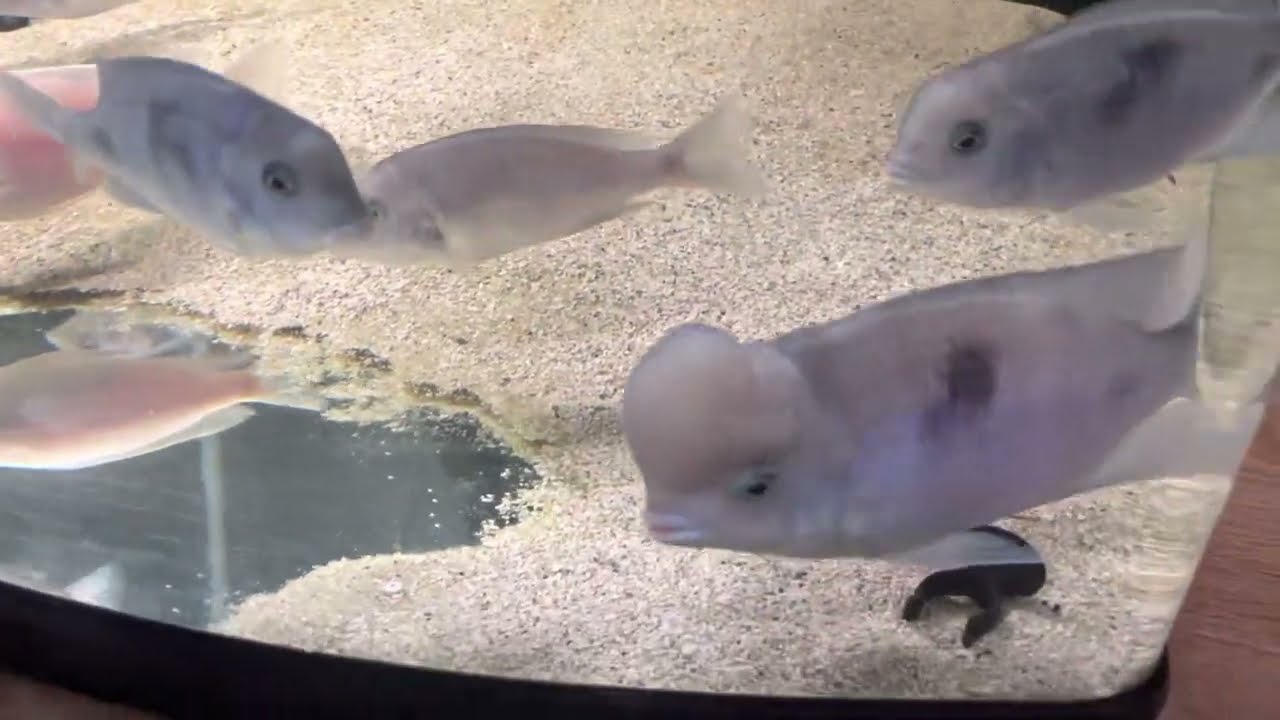 Koca Kafalı yunus için özel bilgiler
