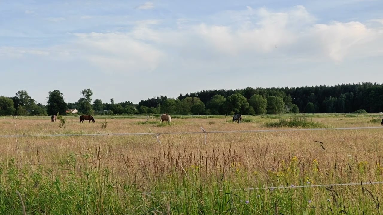 Horses Grazing on a Summer Evening – Peaceful Meadow near Mińsk Mazowiecki, Mazovia