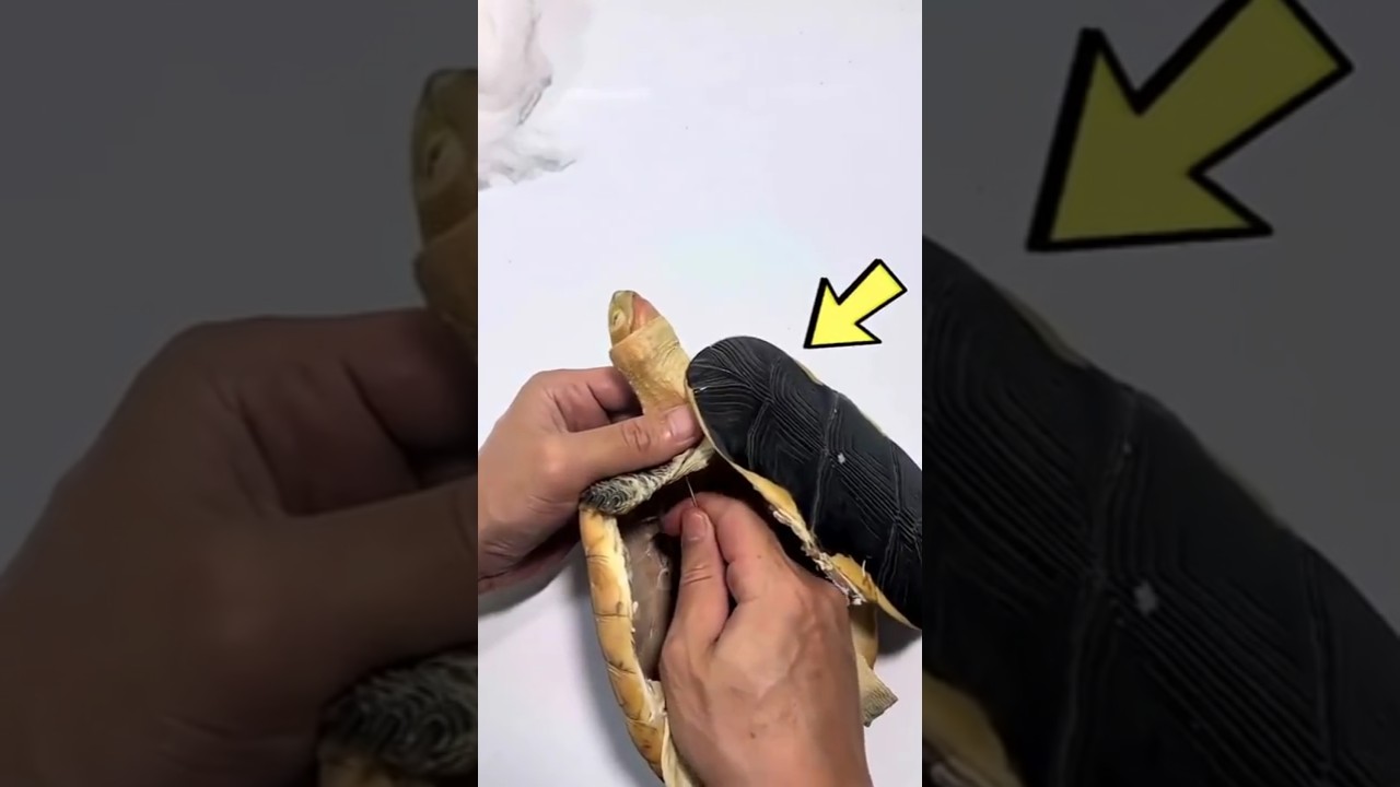 Art Of Turtle Texidermy 🐢 #amazing