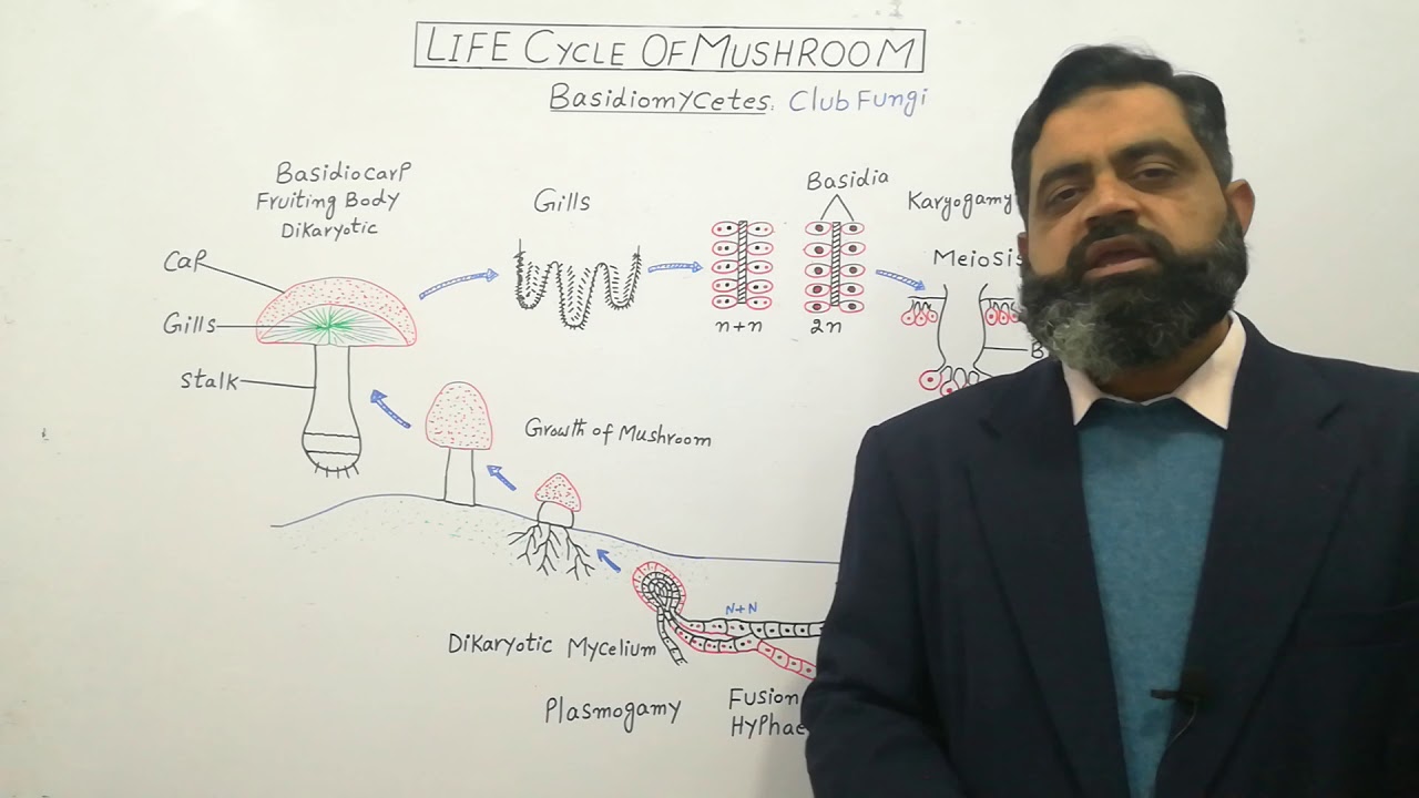 Basidiomycetes English medium @prof.masoodfuzail| Life Cycle of Mushroom English medium |