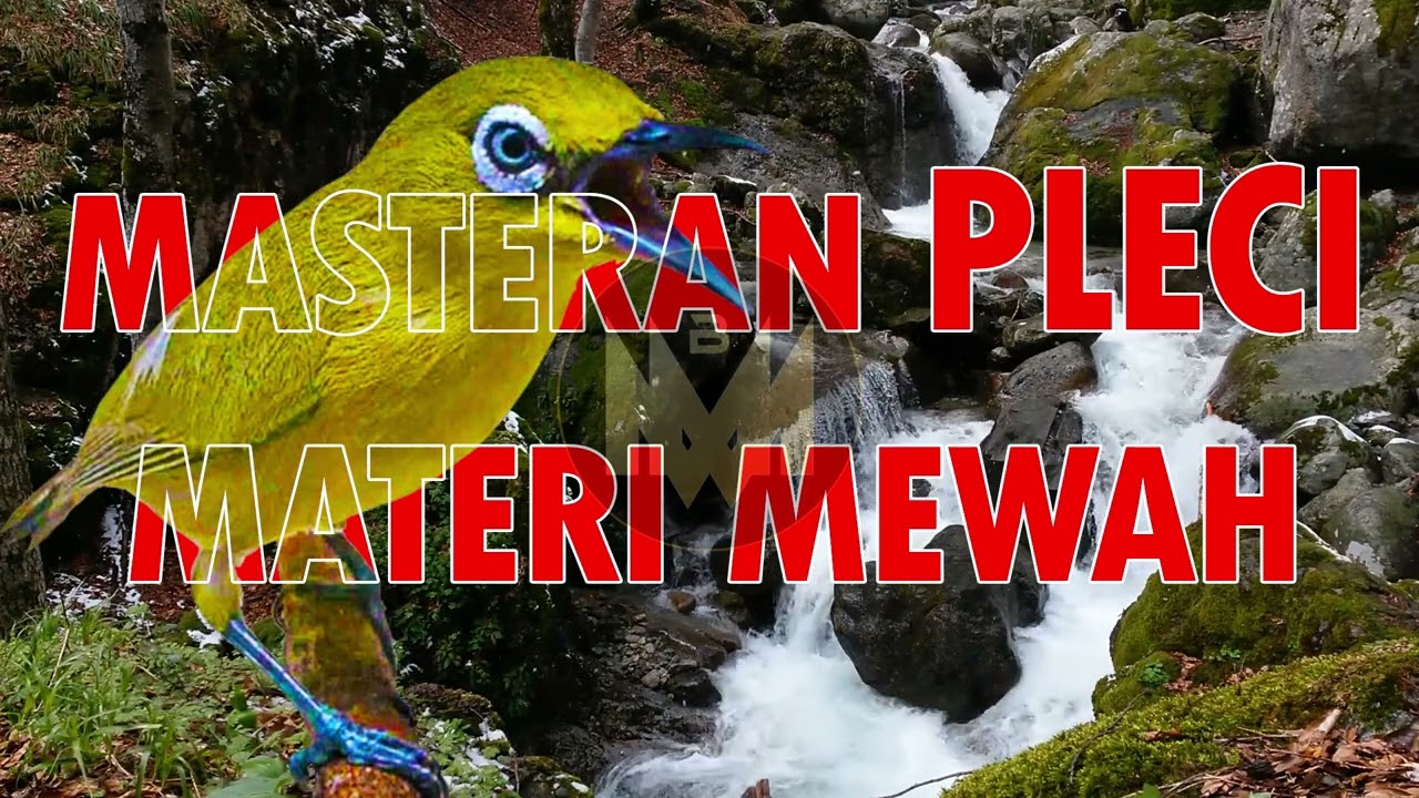MASTERAN PLECI TERBAIK 🔥 Materi Mewah Bikin Ngerol Panjang & Gacor #masteranpleci #terapiplecimacet