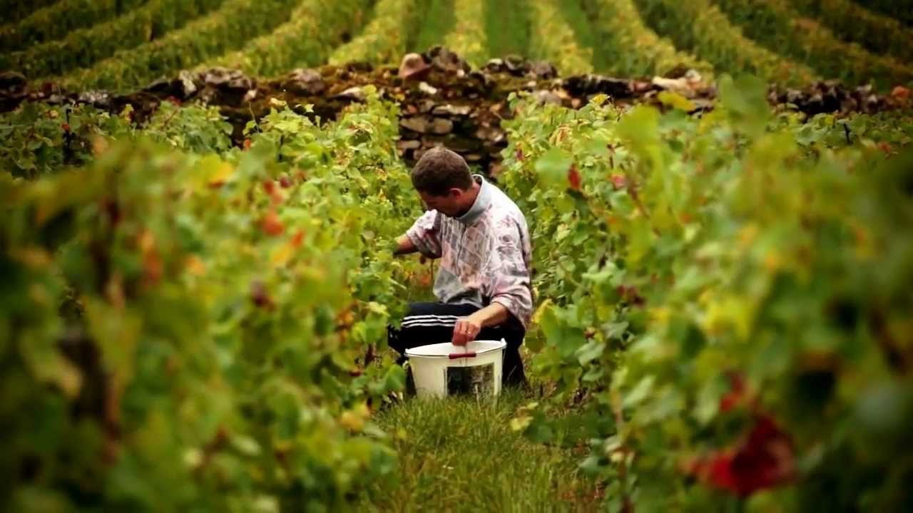 Vendanges 2012 Domaine Moissenet-Bonnard