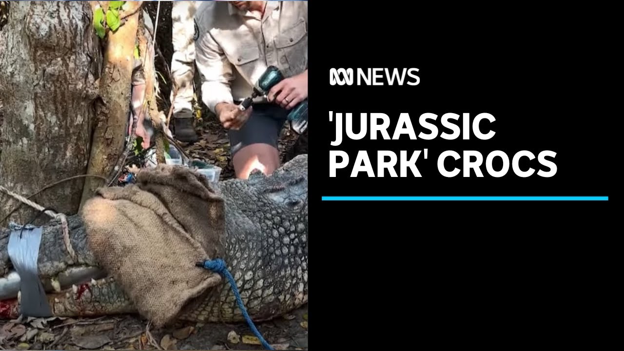 Mission to uncover the secrets of 'Jurassic Park' crocodiles underway | ABC News