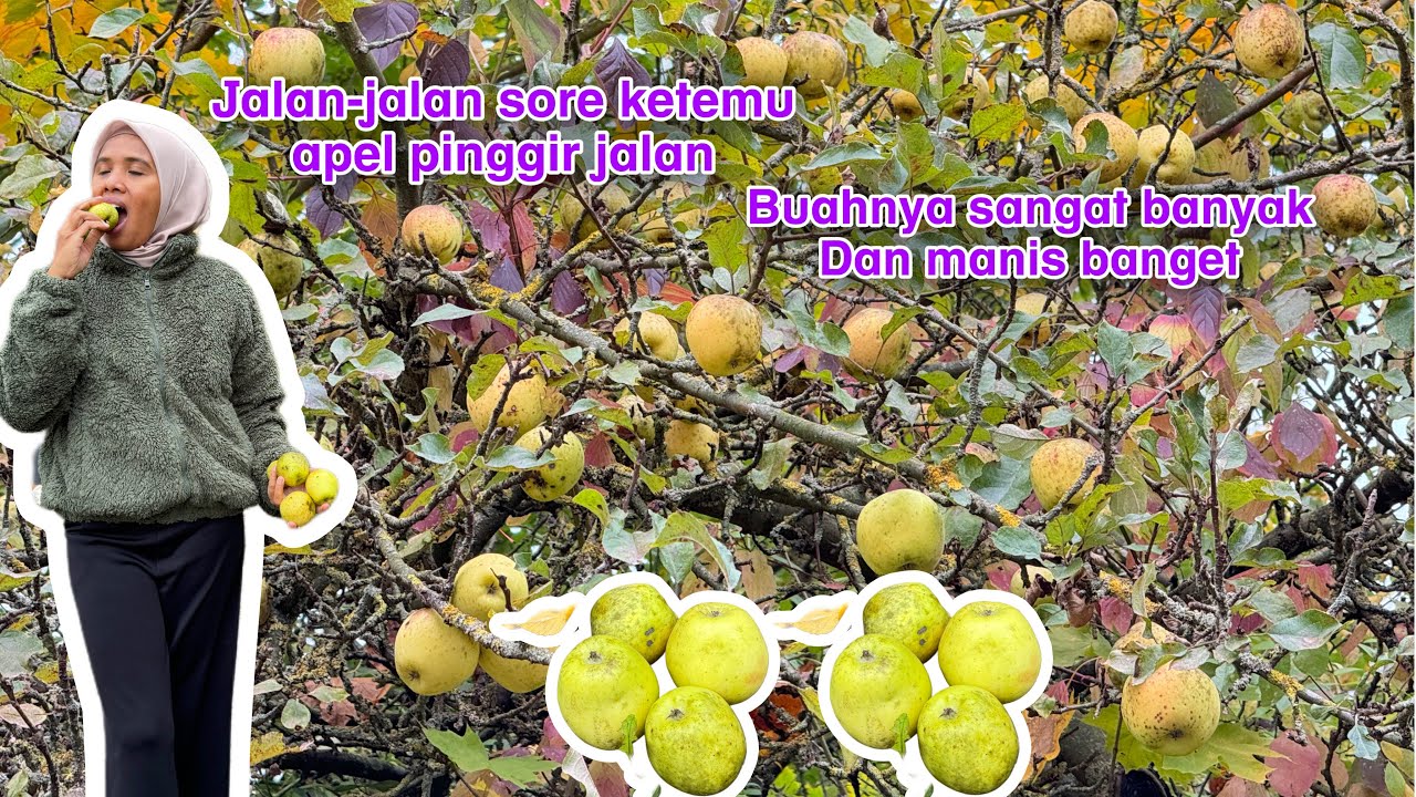 Petik Apel di Pinggir Jalan di Jerman 🇩🇪 || Buahnya Manis Banget