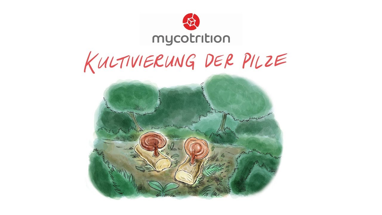Pilzvideos 001 Kultivierung der Pilze