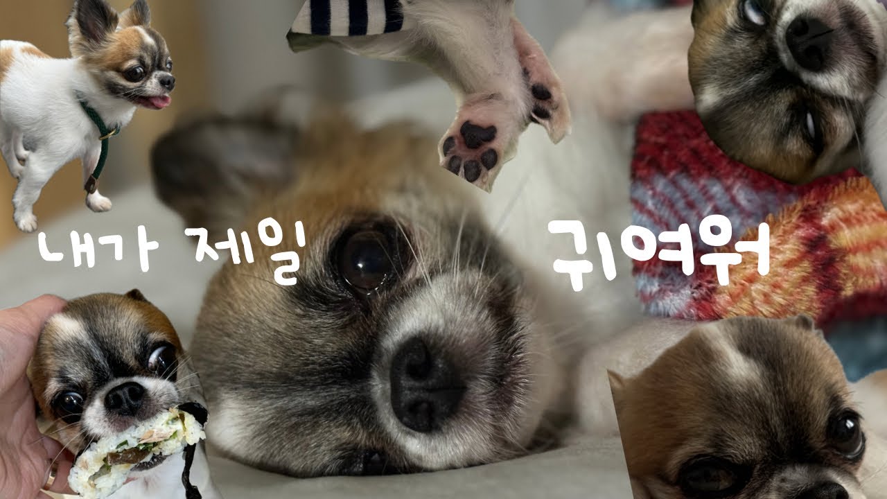 강아지 힐링 브이로그 | 세상에서 제일 귀여운 나의 강아지