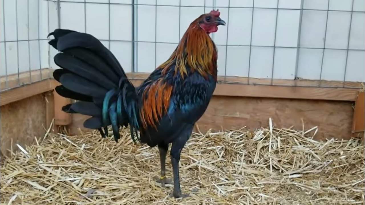 Black McRae Stag - Gamefowl Pens - 10.17.2 Gallos Finos - Roosters