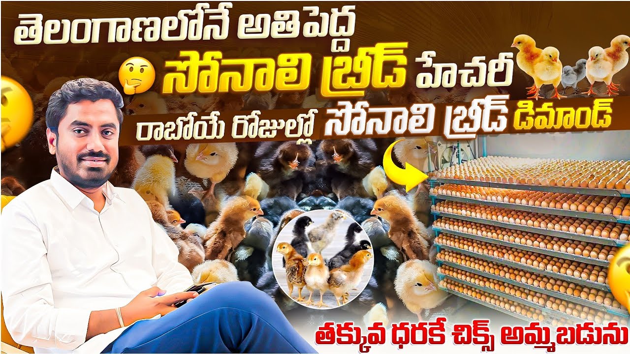 తెలంగాణలోనే అతి పెద్ద సోనాలి బ్రీడ్ హేచరీ ll low cost sonali chicks ll #sonalichicks #sonalibreed