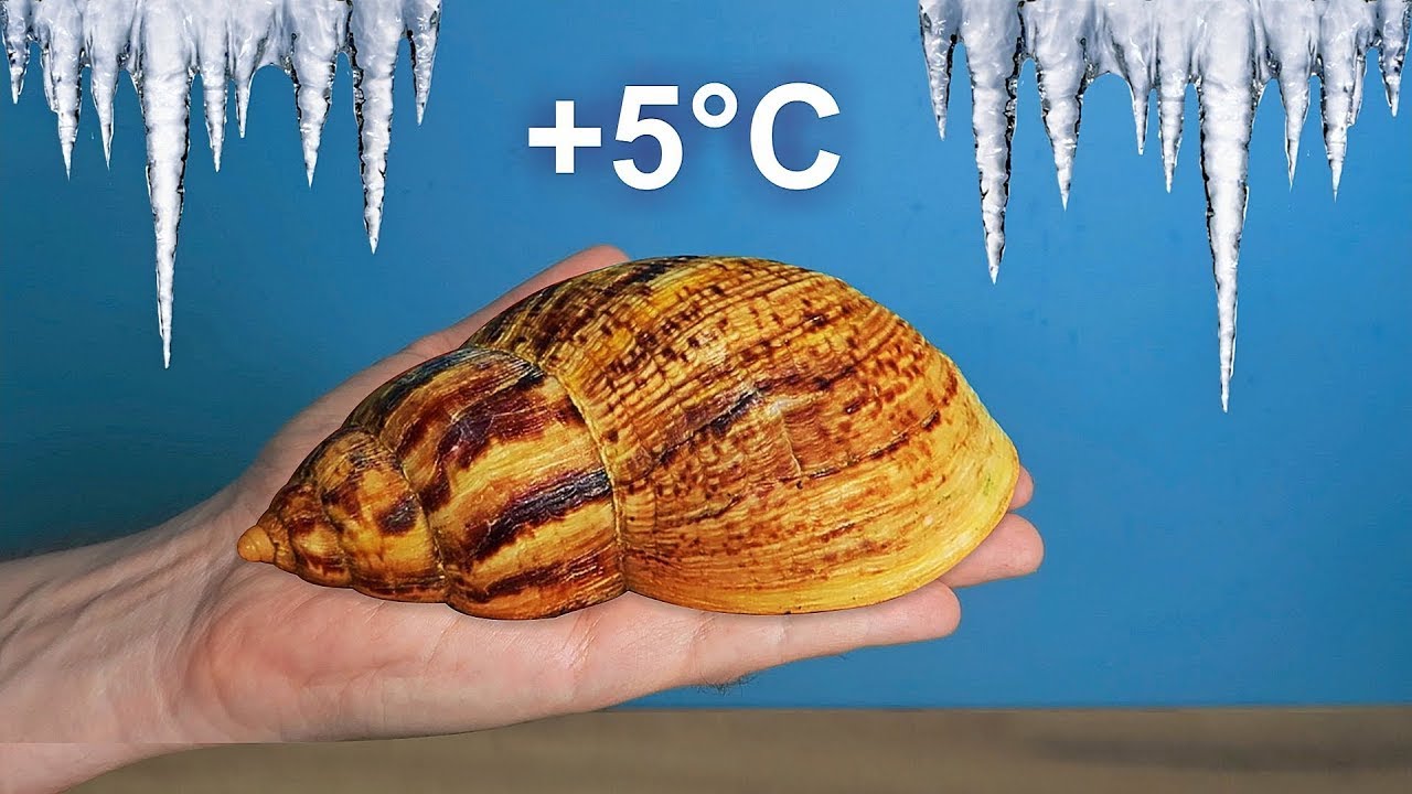 Me enviaron un caracol enorme. ¡Se congeló en el paquete! ¡Le devuelvo la vida!
