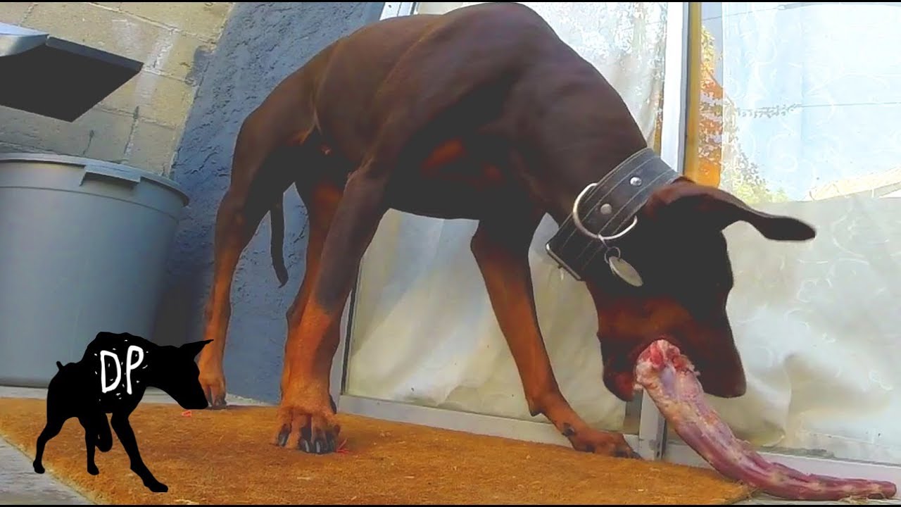 Doberman eating ox tail whole | Raw Fed Doberman