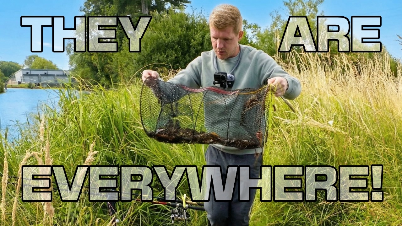 THE TRAPS ARE FULL! 🦞 River Thames Crayfish & Morning Fishing (Part 2)