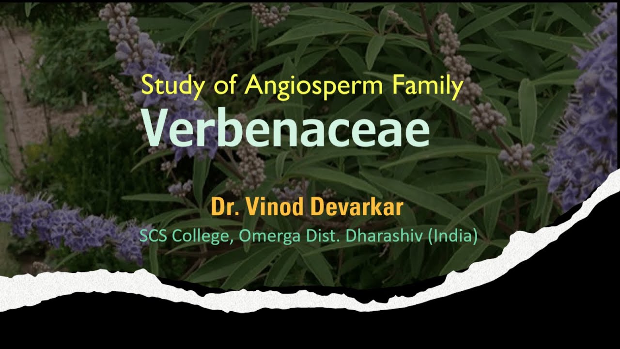 Study of Family Verbenaceae by Dr. V. D. Devarkar