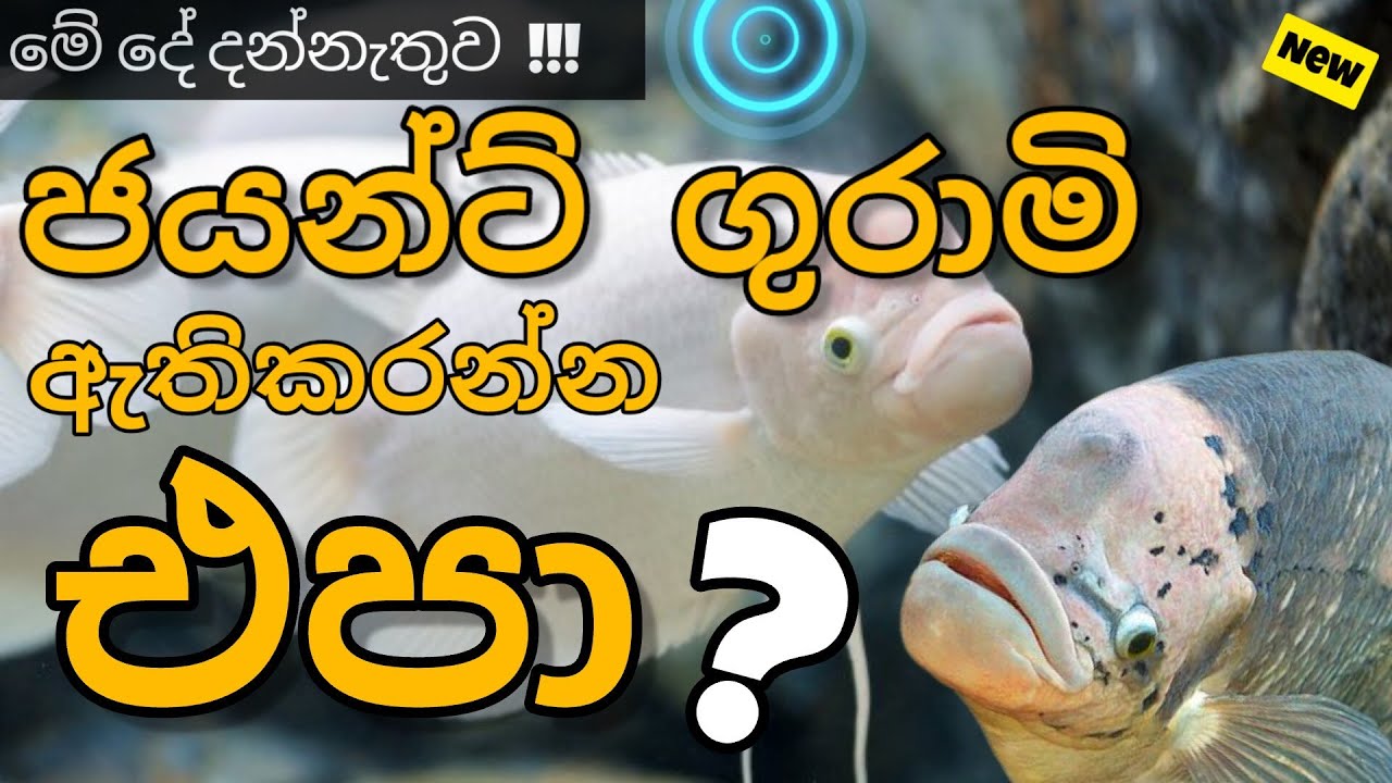 giant gourami fish care in sinhala(ජයන්ට් ගුරාමි ගැන සියලුම විස්තර  )
