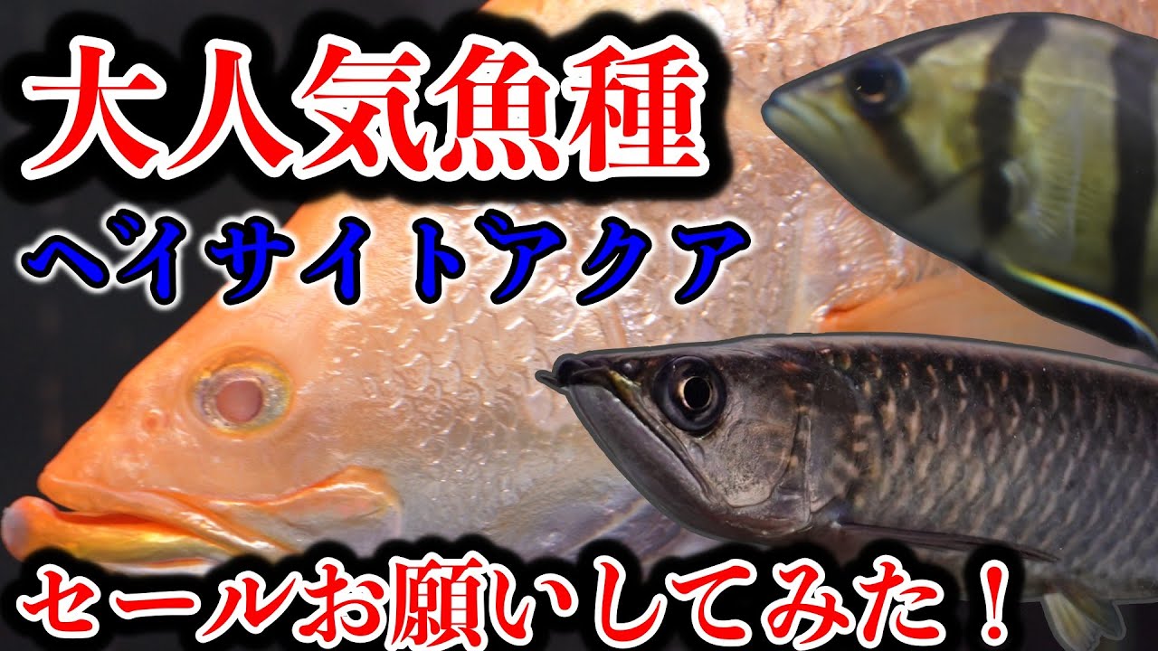 🤭大人気ダトニオ　wildノーザンバラマンディ！大型魚特化アクア界の湾岸『ベイサイドアクア』アロワナ　ポリプテルス　古代魚