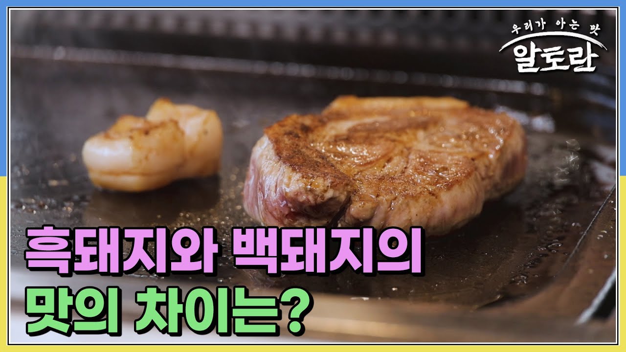 셰프 강레오의 토종 흑돼지 굽는 법! 흑돼지와 백돼지의 맛의 차이는? MBN 260125 방송