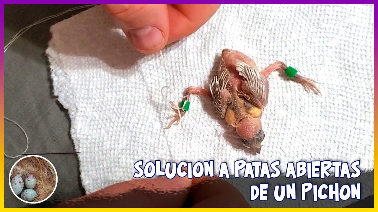 SOLUCIÓN A PATAS ABIERTAS EN PICHONES🦜