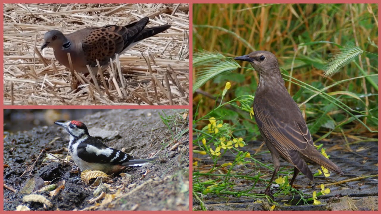 Fotografia naturalistica  -  Avifauna italiana (1 parte).