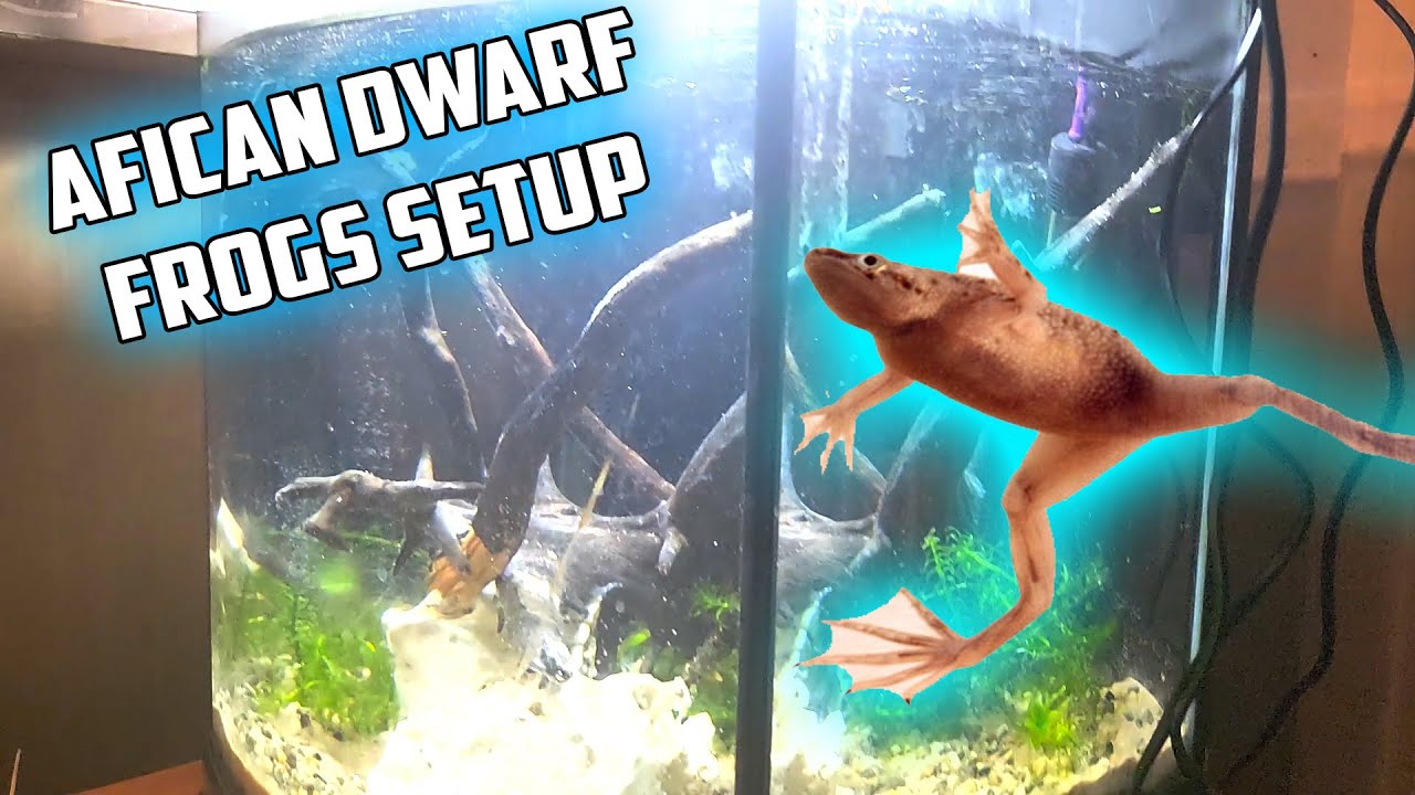 Setting Up An NICE Aquarium For African Dwarf Frogs!!