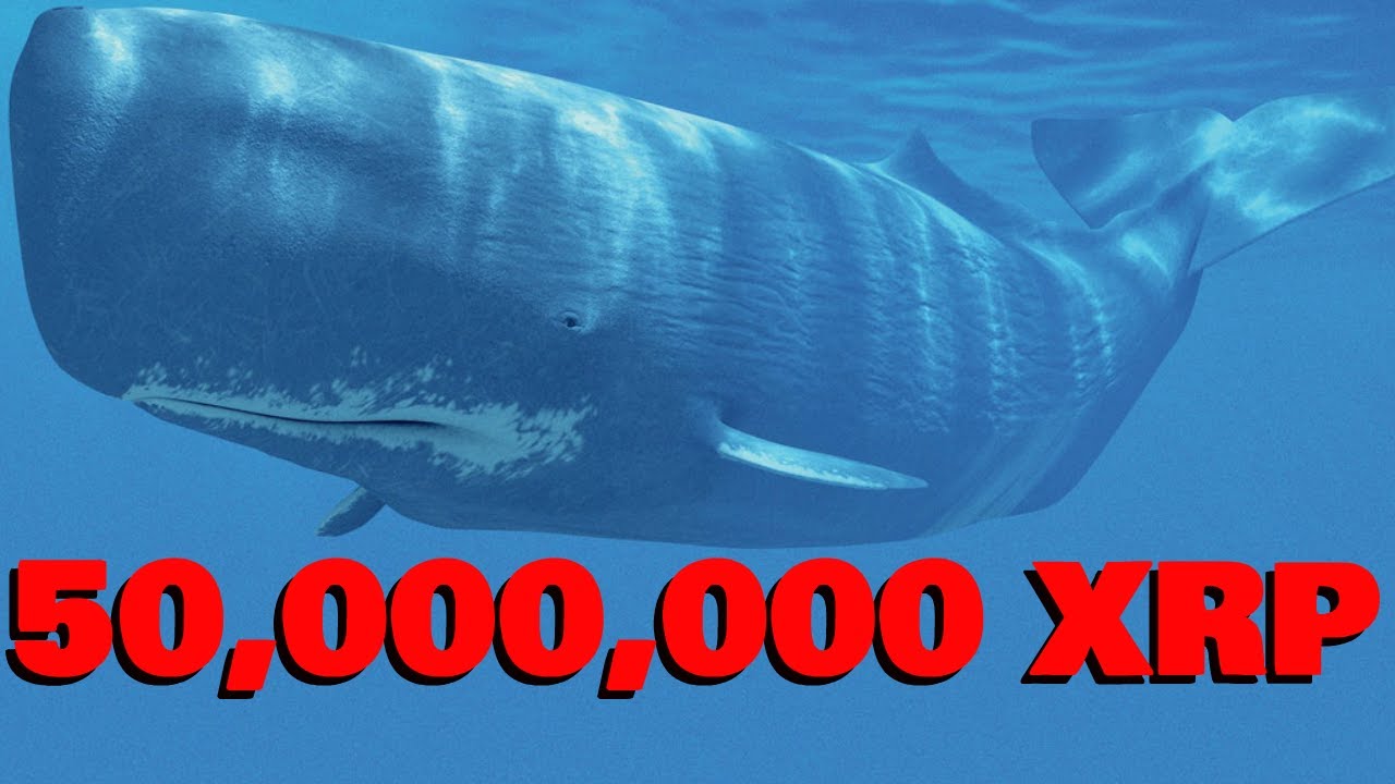 50,000,000 XRP WHALE ACTIVITY/Schwartz on XRP Vs. BTC Tech