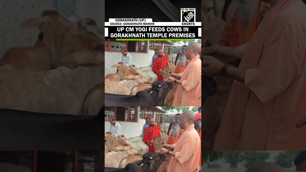 Uttar Pradesh CM Yogi Adityanath feeds cows in Gorakhnath Temple premises