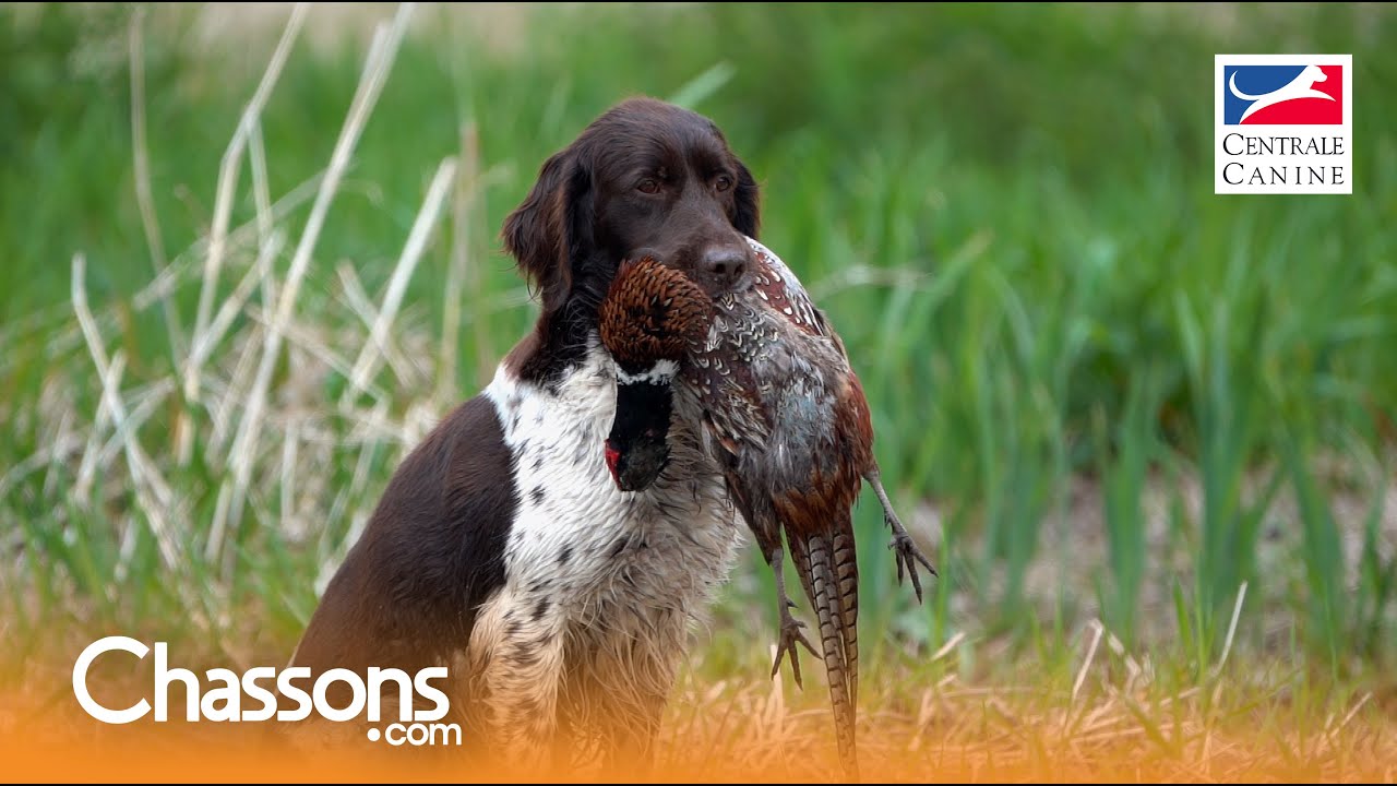Pourquoi choisir un Münsterlandër pour la chasse?