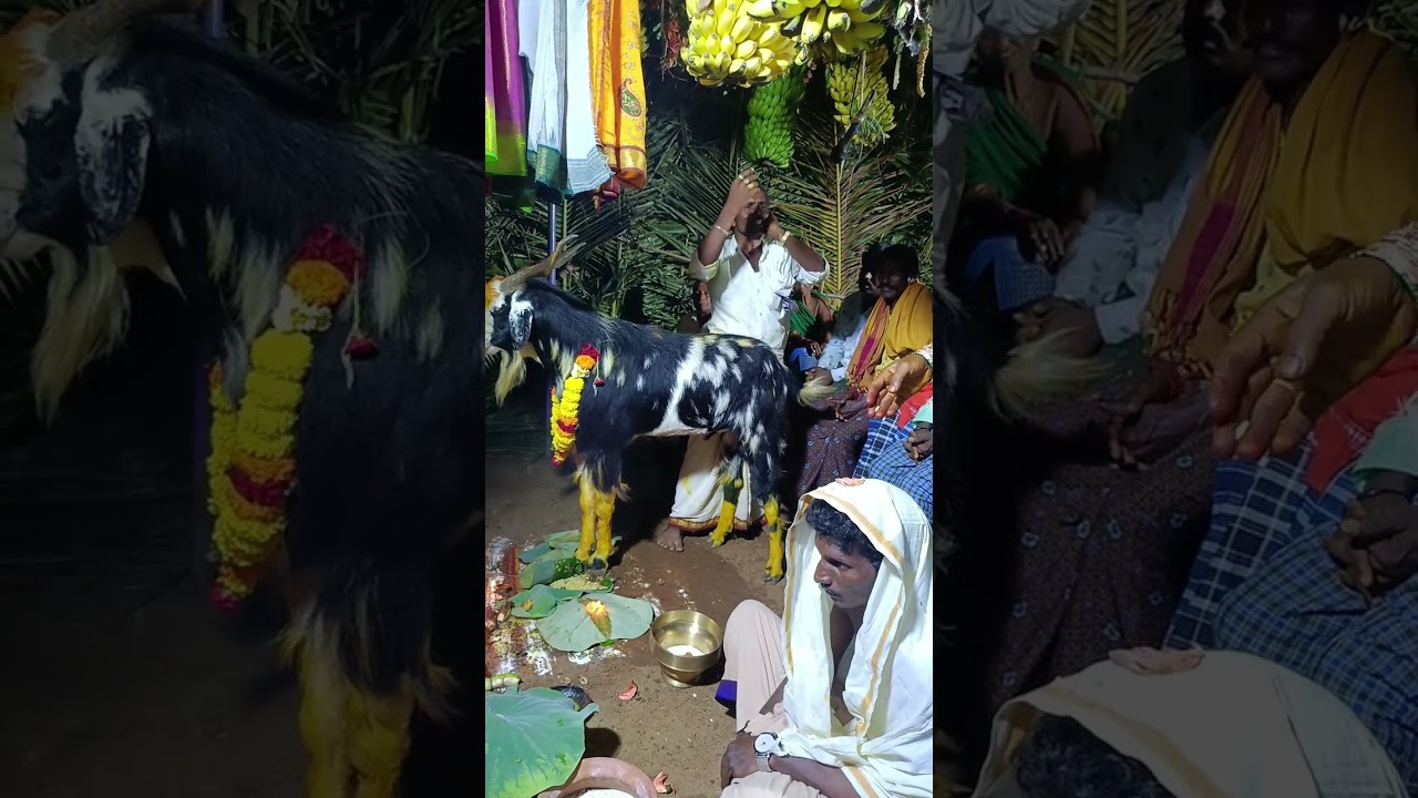 పాలిన శాంతారావు గొల్లచదువు, గుమ్మపాడు, సారవకోట మండలం ఫోన్:9676812017. రాయపాడు, కరగాన సింహాచలం గావు