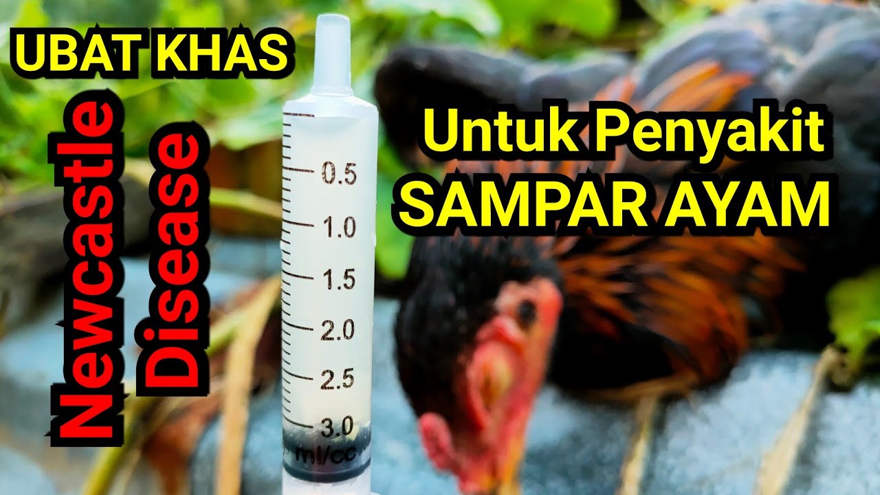 Ubat Khas Penyakit Busau Ayam ( Sampar Ayam / Newcastle Disease )