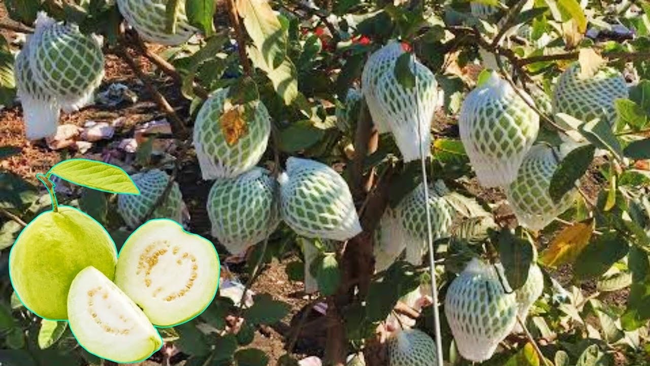 Grafting on Guava plant /अमरूद के पेड़ पर कलम