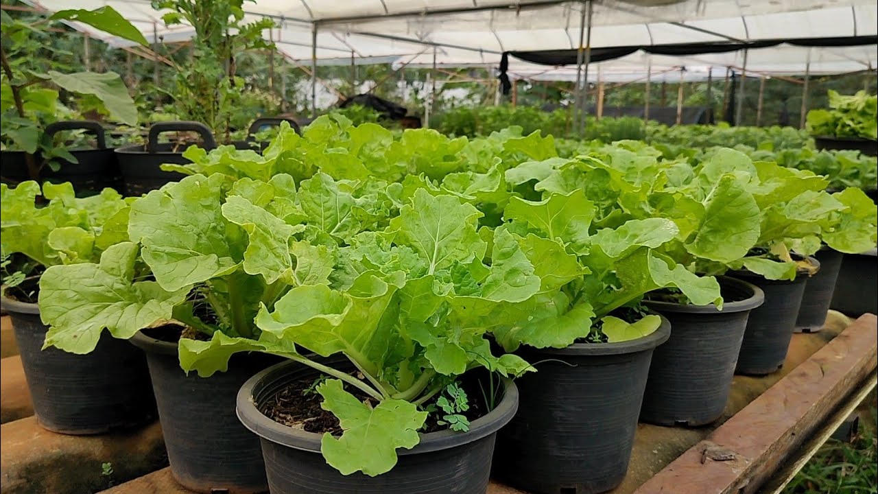 Ep.126🌷ปลูกผักกาดขาวในกระถางไว้กินเอง หวาน กรอบ อร่อย | ปลูกผักในกะละมัง