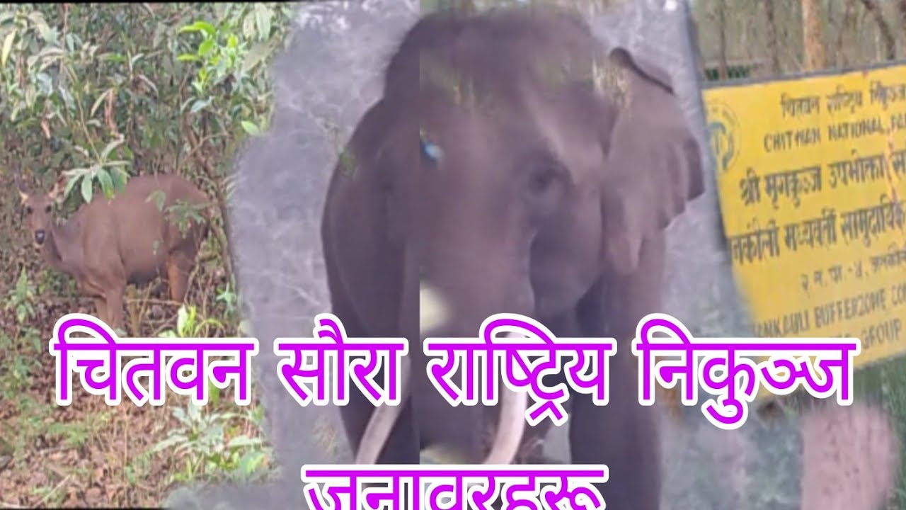चितवन सौरा राष्ट्रिय निकुञ्ज जानबार हरु हेर्ने पर्ने भिडियो#video #chithon#nepal