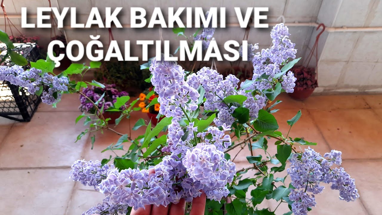 LEYLAK ÇİÇEĞİ BAKIMI VE ÇOĞALTILMASI #Leylakçiçeği#leylakçiçeğibakımı#çiçekbakımvideoları