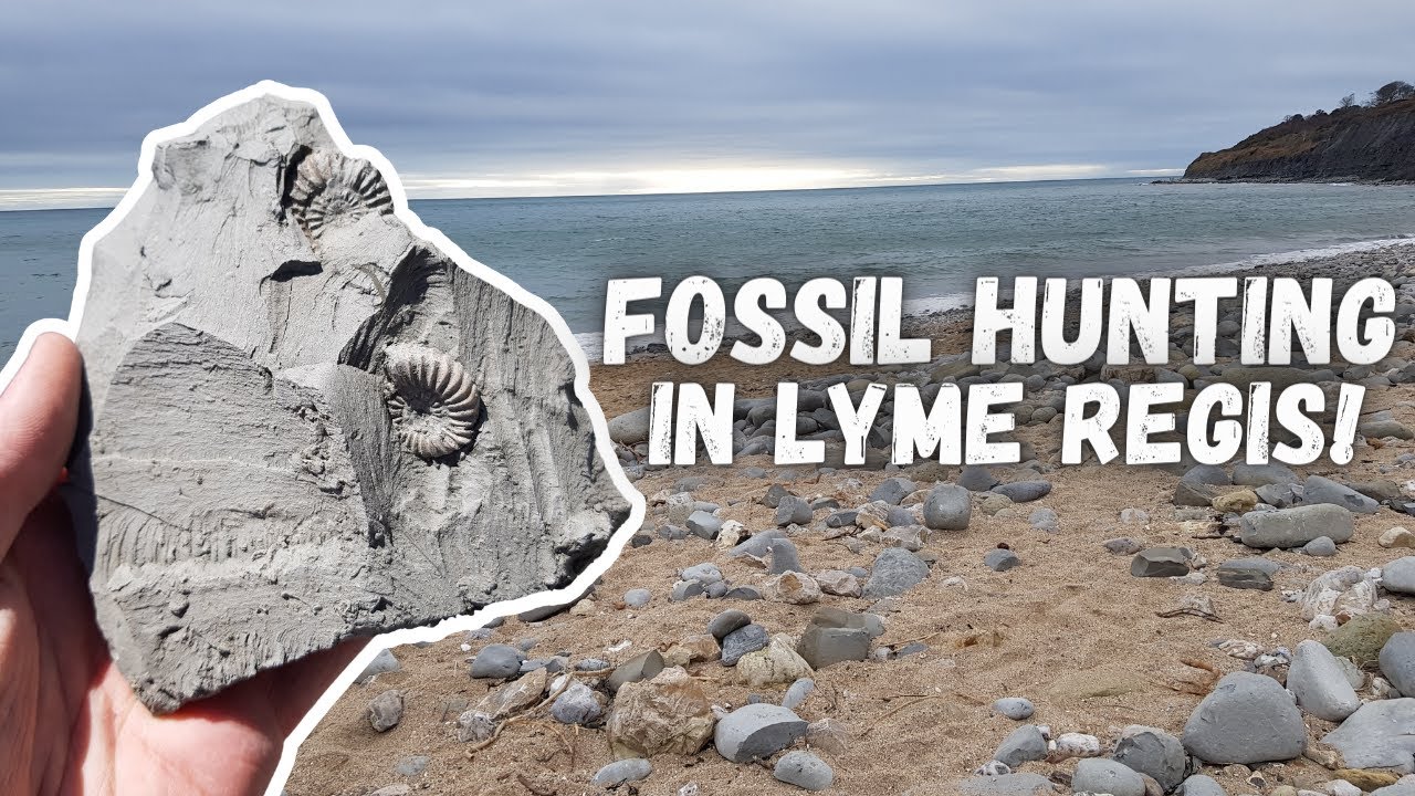 Fossil Hunting In Lyme Regis!
