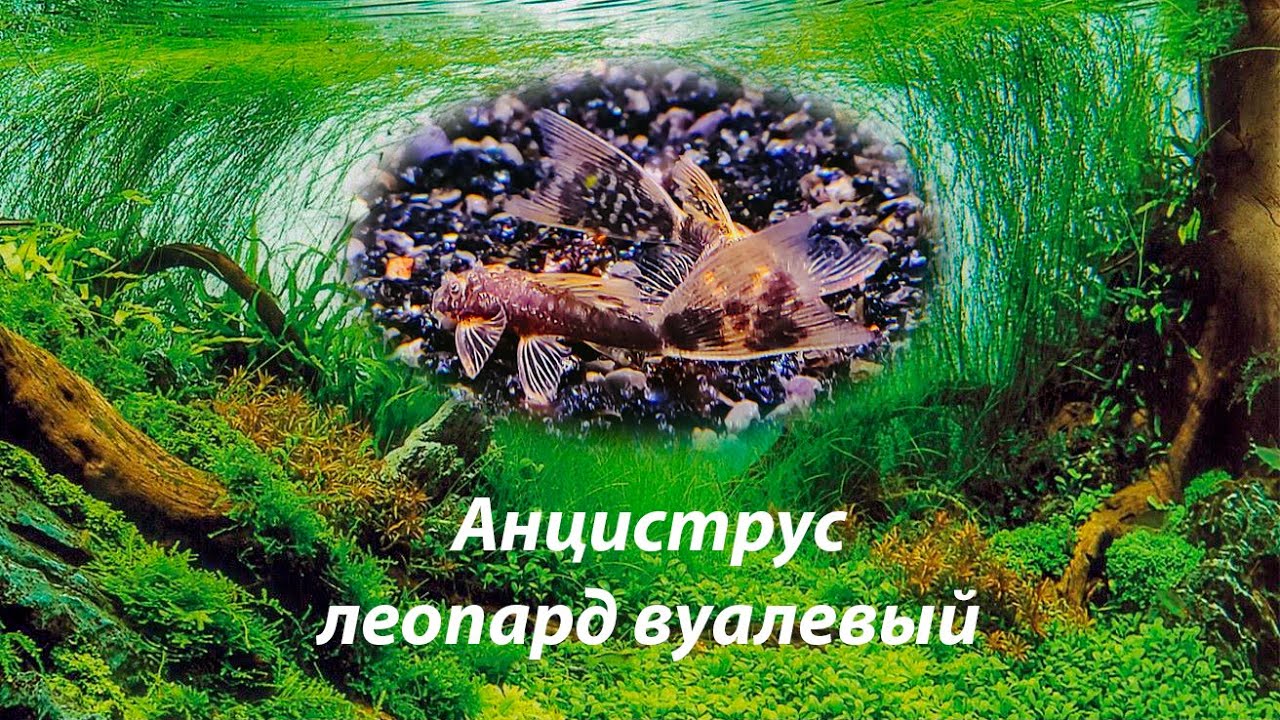 Анциструс леопард вуалевый / Ancistrus dolichopterus leopard long fin