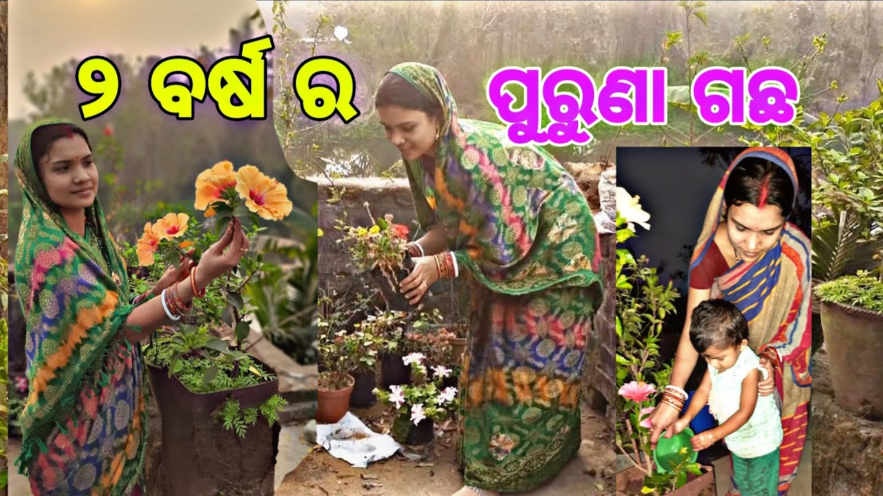 ଏବେବି ବଞ୍ଚିଛି।।🙂।। 2 years old tree।। ୨ ବର୍ଷ ର ପୁରୁଣା ଗଛ।। #odiavolg #shortvideo #longvideo 