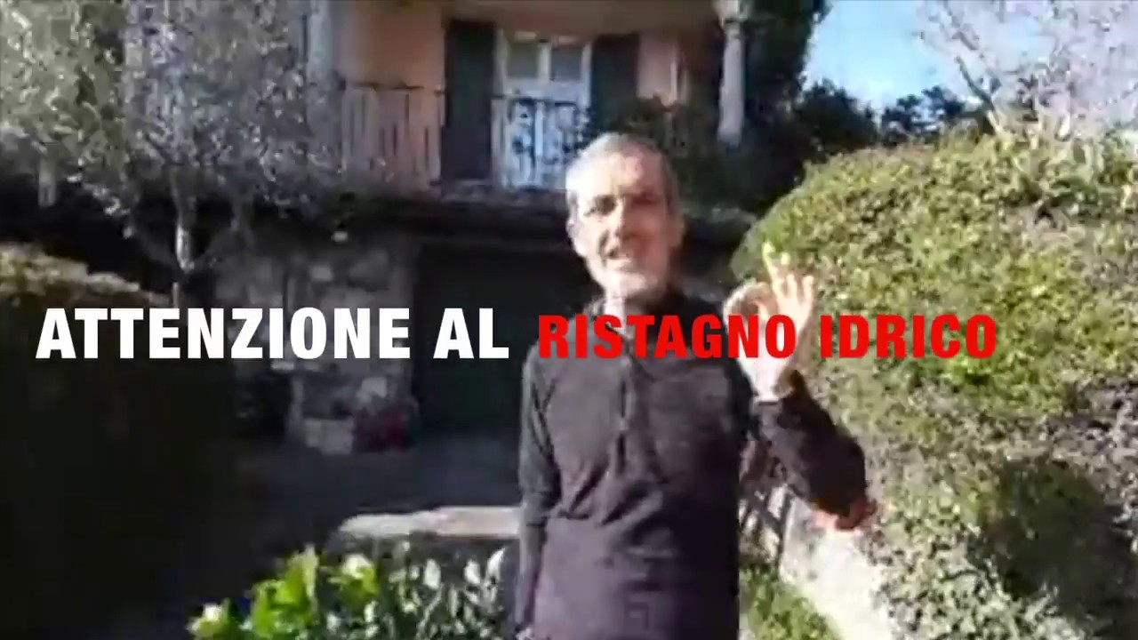 Piante ornamentali da giardino, da siepe e non solo