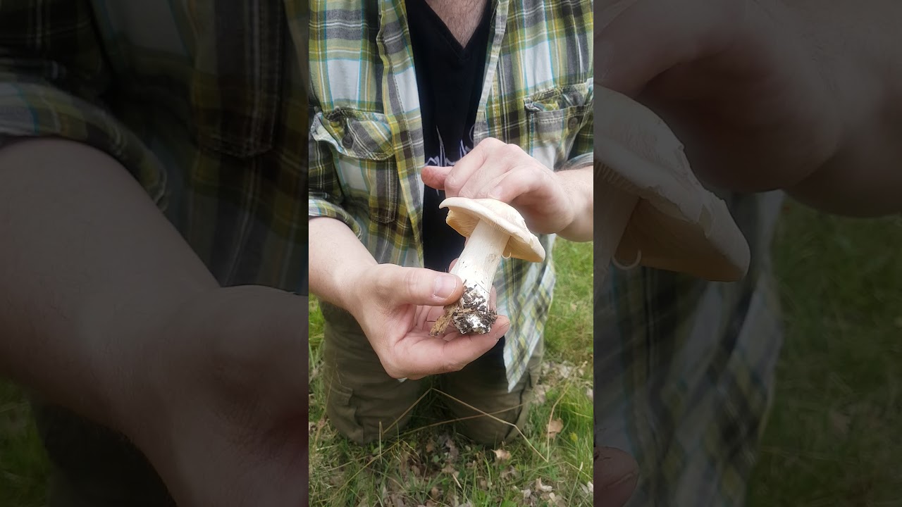 Svamp för alla - Bolmörtsskivling, Entoloma sinuatum