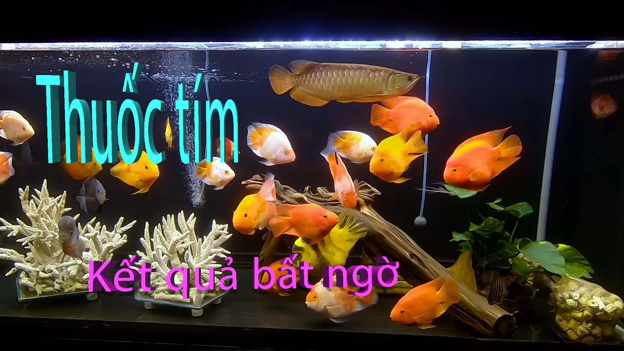 Kết quả của HỒ CÁ sau khi ĐÁNH THUỐC TÍM