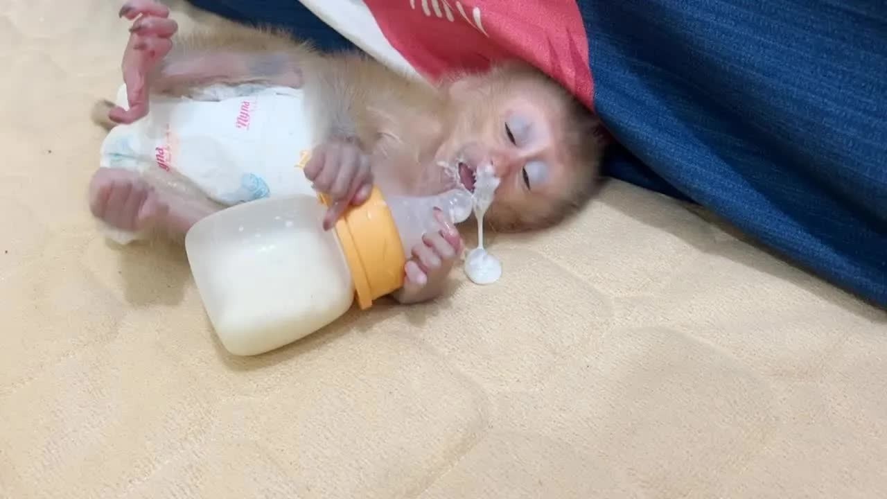 Baby Boy Mato Sleep Drinking Milk On Floor Until Draining Milk From Nose