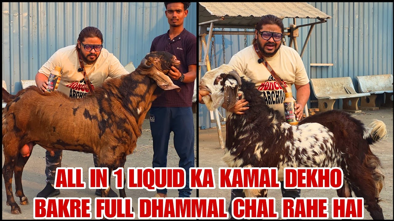Armf Ka All In One Liquid Se Bakre  Weight Gain Nhi Weight Se Fat Rahe Hai Armf Goat Farm Mahapoli