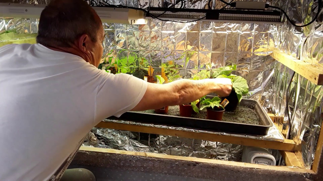 MarsHydro SP150 LED Grow Lights My Personal Review 🍅 Tomato Identification Lost Labels ♻️ 1 of 2