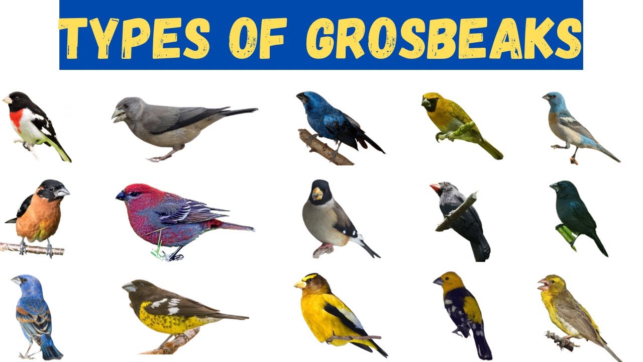 20+ Grosbeak Species Names With Pictures | Birds For Kids #grosbeak #birdeducation